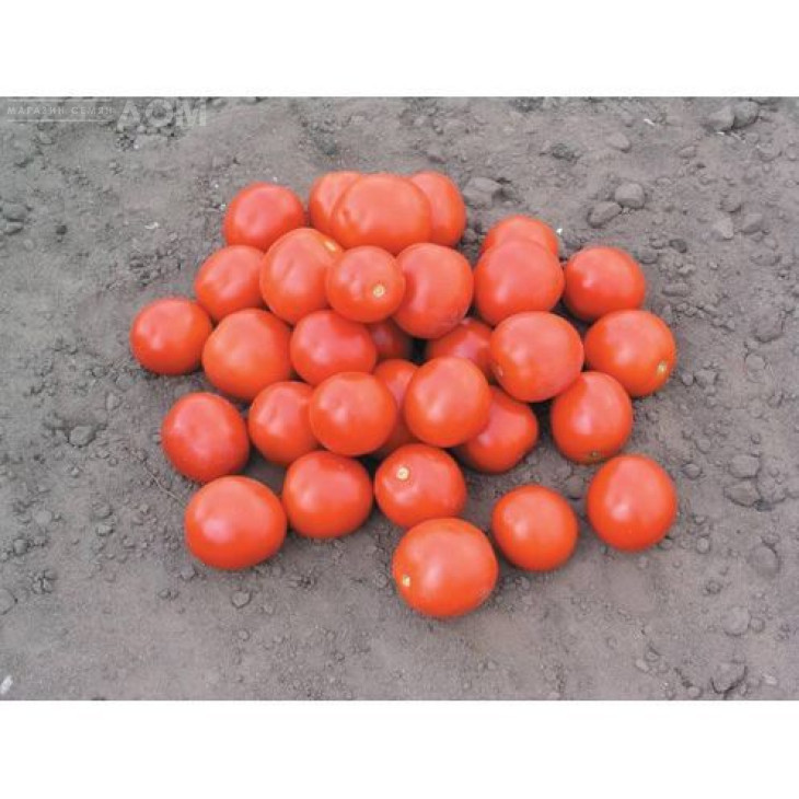 Дональд F1 / Donald F1,95-100 днів фото 1