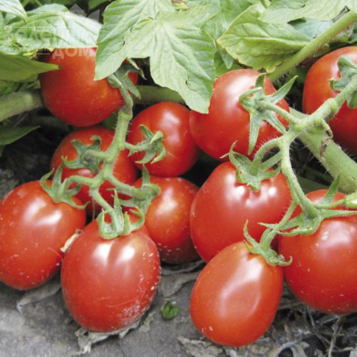 Ріо Гранде / Rio Grande,120 днів (Spark Seeds) фото 1