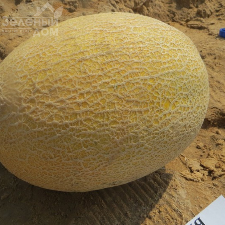 Кредо F1 / Kredo F1,65 днів фото 2