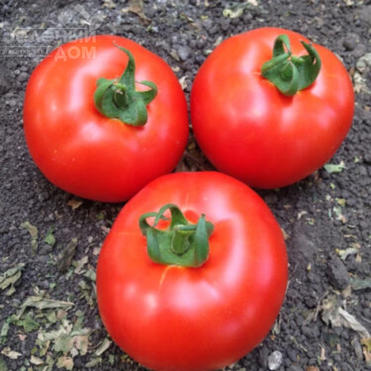 Песадо F1 / Pesado F1,100 дней фото 3