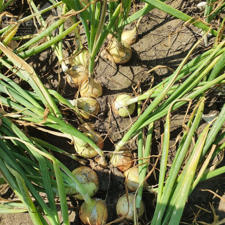 Торус F1 / Torus F1, 90-100 днів фото 4