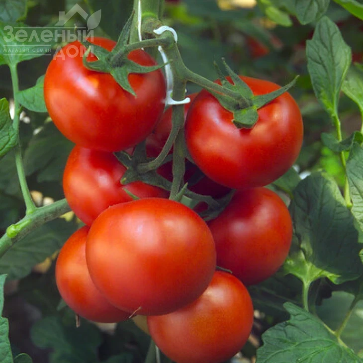 Барбадос F1 / Barbados F1 фото 1