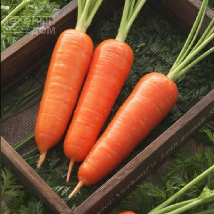 Амуріна F1 (TCH - 787) / Amourina F1 фото 2