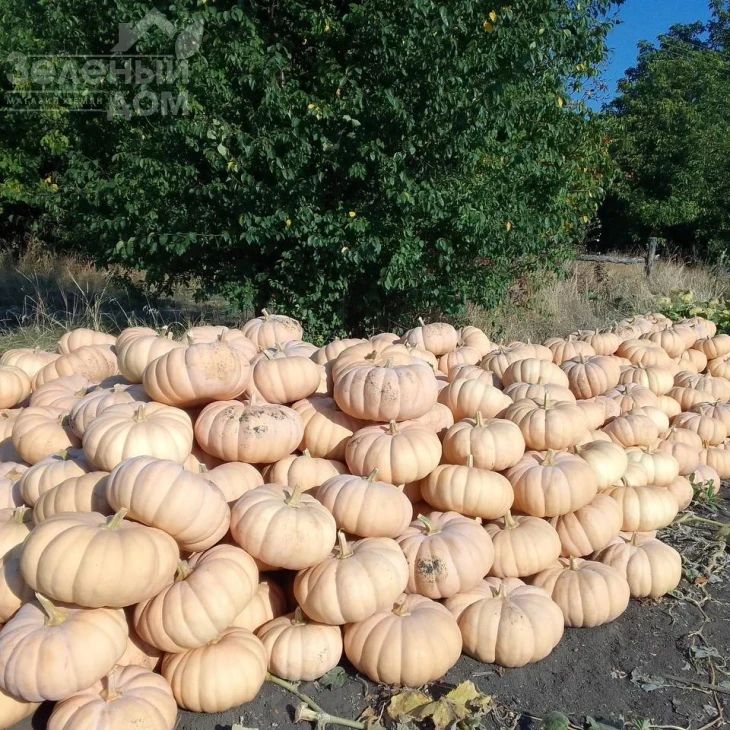 Спеллкаст F1 / Spellkast F1, 80-95 дней фото 1