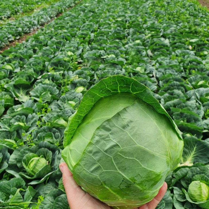 Еліза F1 / Eliza F1,43-48 днів фото 3