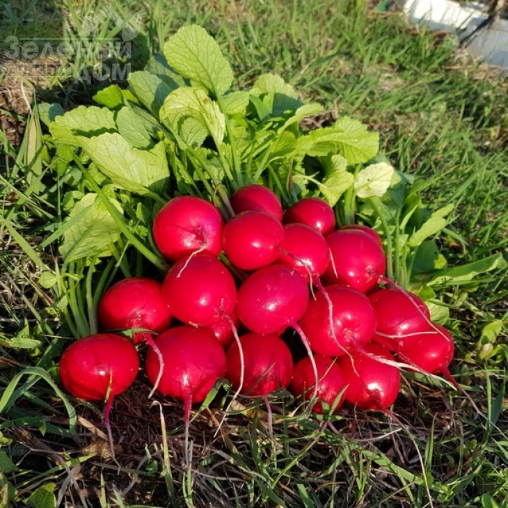 Селеста F1 / Celesta F1,20-25 дней фото 1