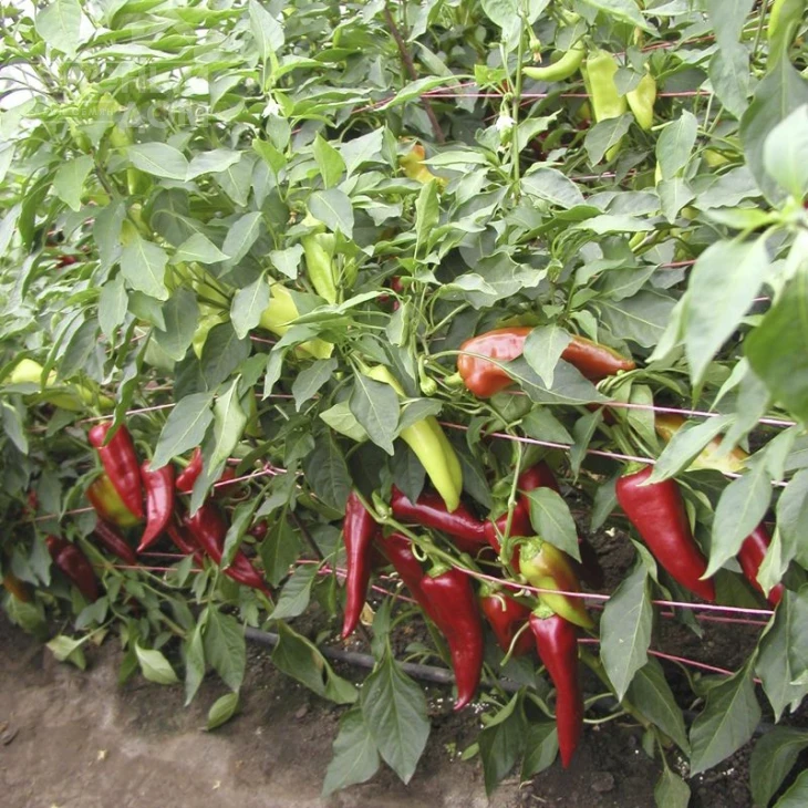 Драки F1 / Draki F1,60-70 дней фото 1