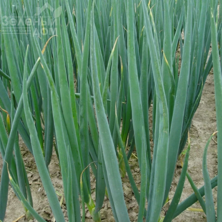 Страда / Strada фото 2