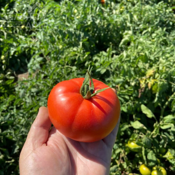 Ріхам F1 / Riham F1,60-62 дні фото 3