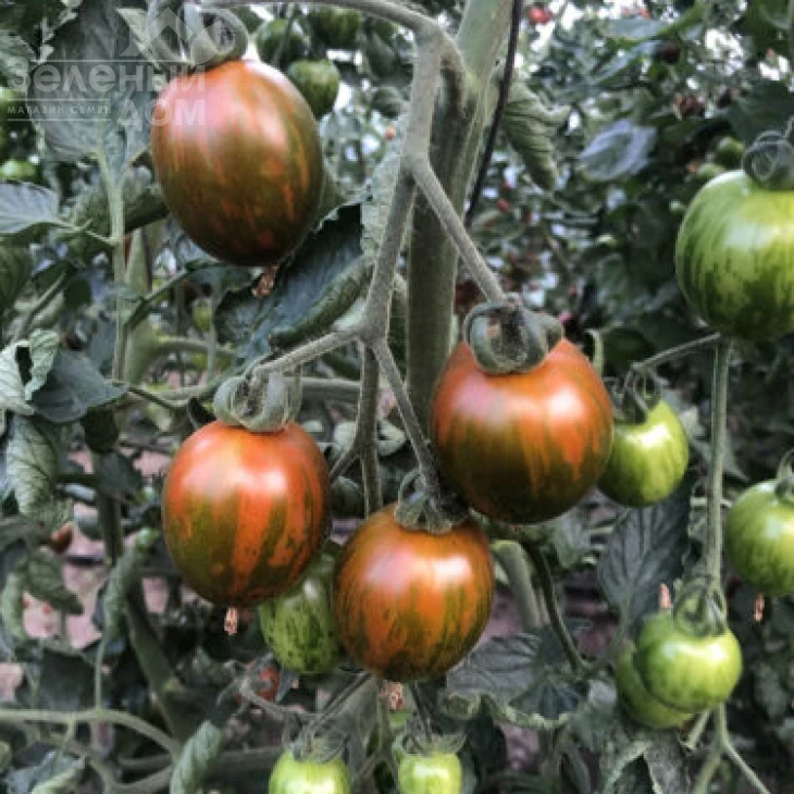 Маритта F1 / Maritta F1, 95 дней фото 1