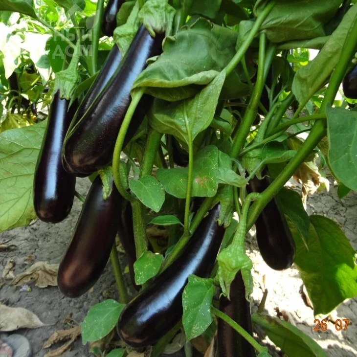 Каранта F1 / Karanta F1,60-65 дней фото 1