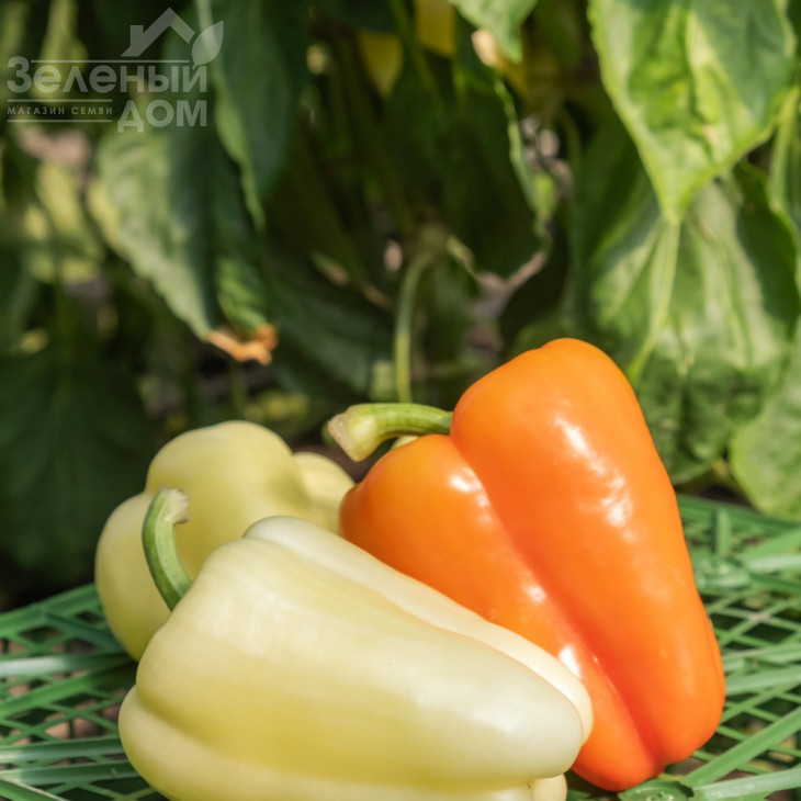 Барлем F1 / Barlem F1, 62-65 днів фото 1