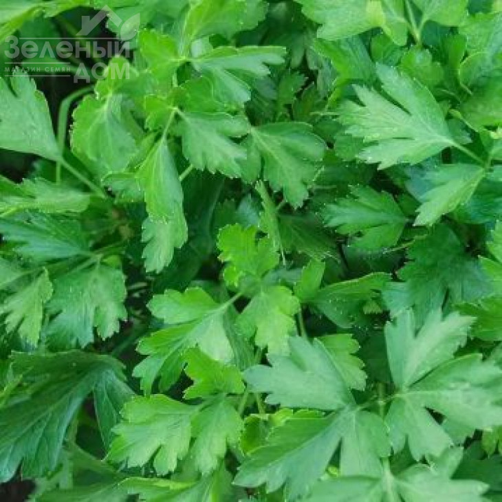 Гіганте Де Італія / Gigante D’Italia фото 1