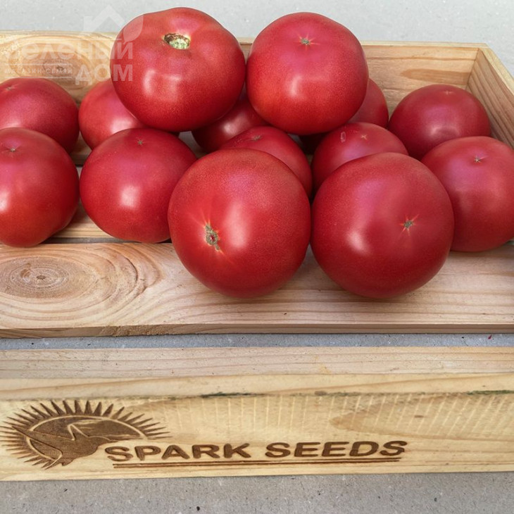 Фаєр F1 / Fire F1,95 днів фото 3