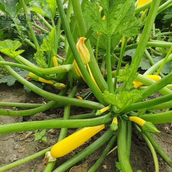 Лемона F1 / Lemona F1, 38-40 дней фото 2