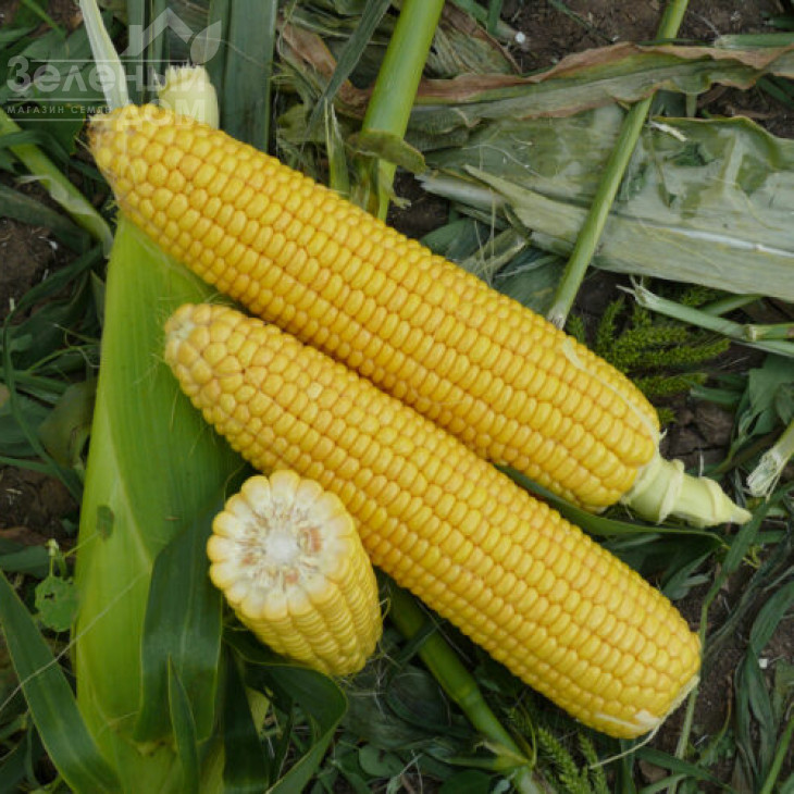 Уокер F1 / Woker F1,73-74 дні фото 1