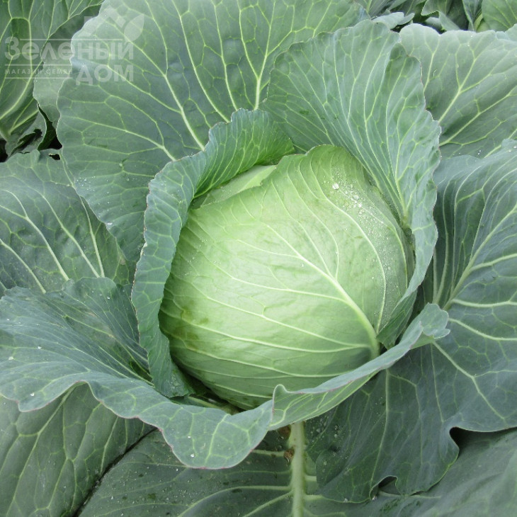 ЦРХ16102 F1 / CRX 16102 F1 фото 2