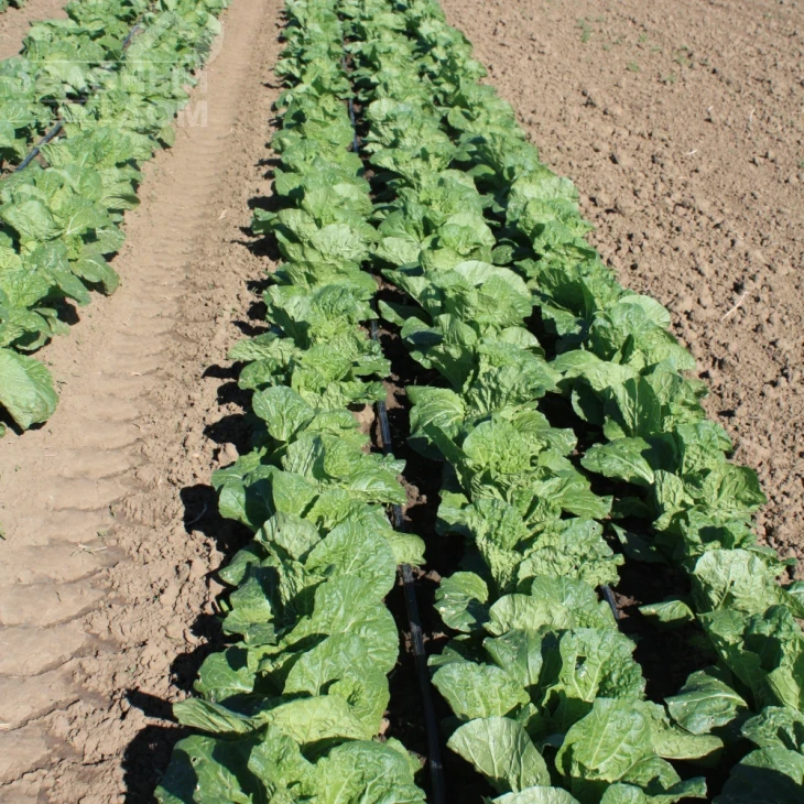 Пикалина F1 / Pikalina F1, 65-70 дней фото 2