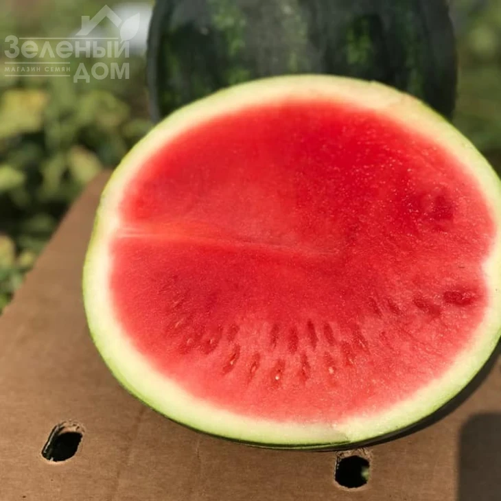 Экстази F1 / Extazy F1,80-85 дней фото 3