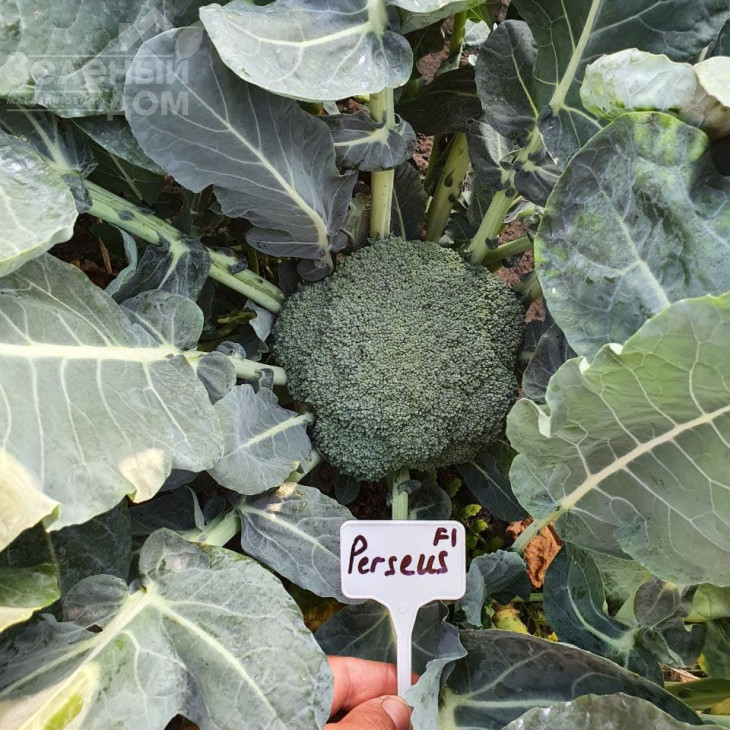 Персеус F1 / Perseus F1, 70-80 днів фото 3