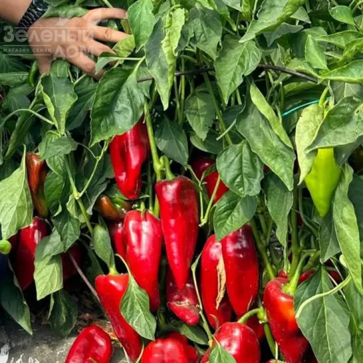 Милано F1 / Milano F1, 65-70 дней фото 1