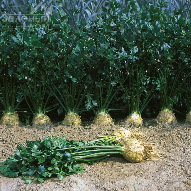 Ілона / Ilona,140 днів фото 1