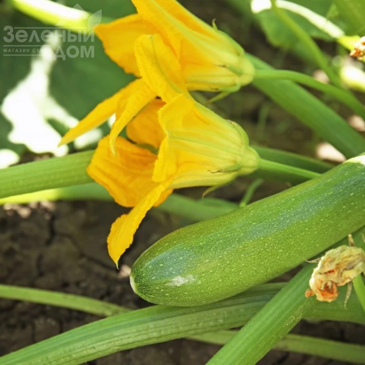 Кавили F1 / Cavili F1,42-44 дня фото 4