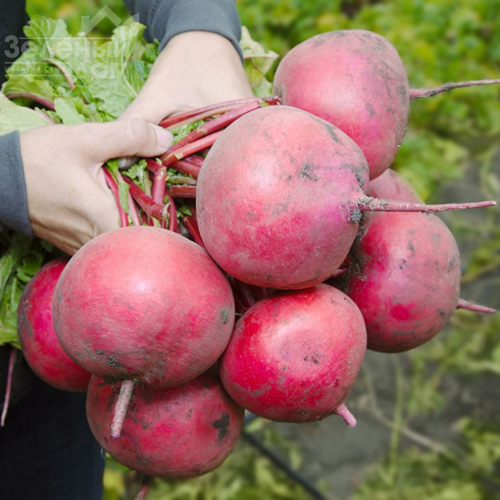 КС 2078 F1 / KS 2078 F1,20-25 днів фото 1