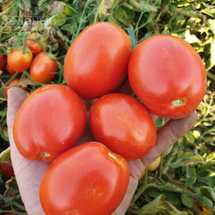 2053 F1 / 2053 F1, 115 днів фото 2