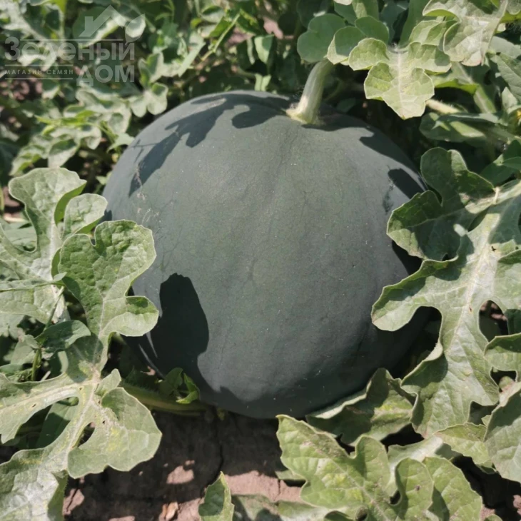 Блэки (INX 1748) F1 / Blacky (INX 1748) F1,62-63 дня фото 4