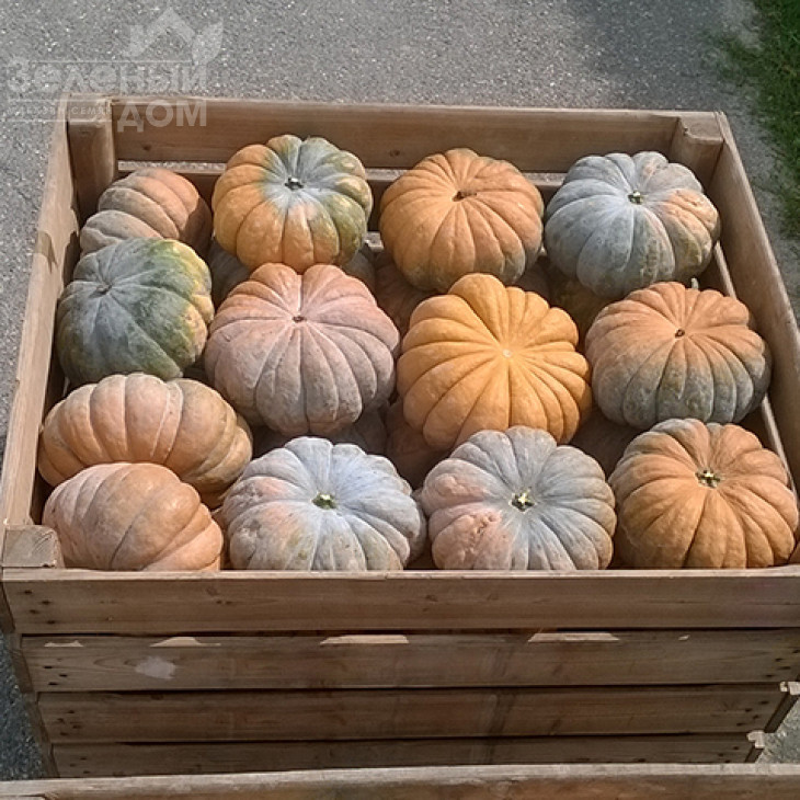 Маноск F1 / Manosk F1,110-115 днів фото 2