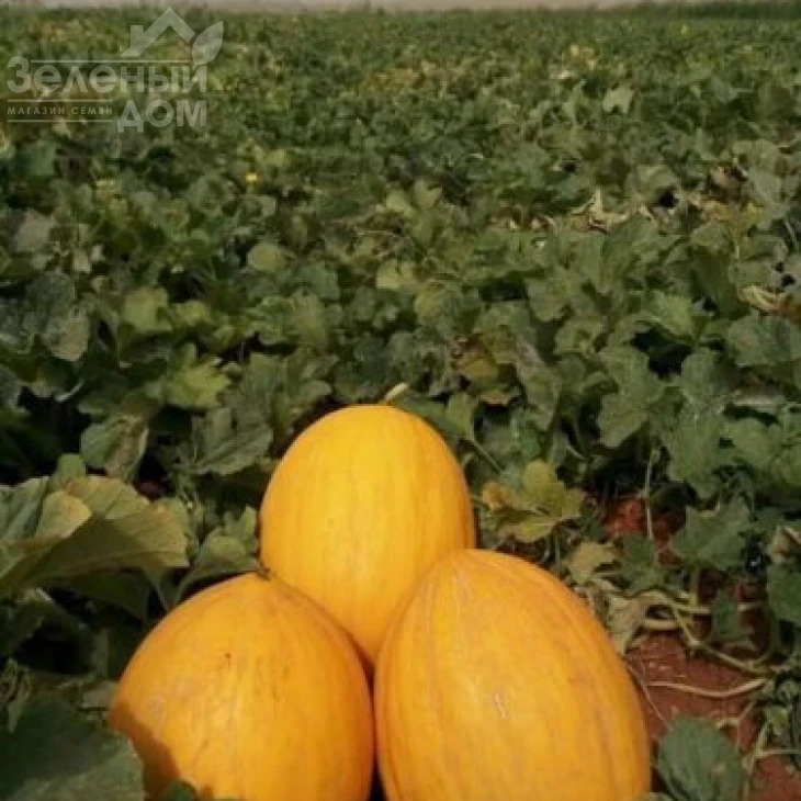 Каррера F1 / Karrera F1, 80-85 дней фото 2