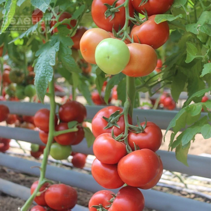 Байконур F1 / Baikonur F1,85-90 дней фото 3