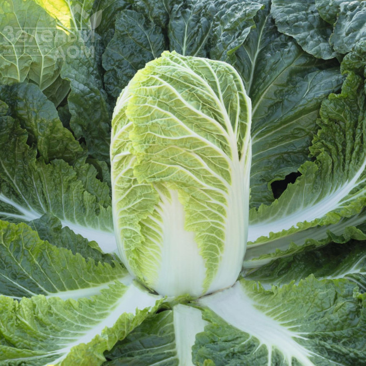 Базуко F1 / Bazuko F1,70-75 днів фото 1