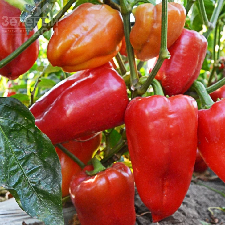 ЛС 1204 F1 / LS 1204 F1,55-60 дней фото 1