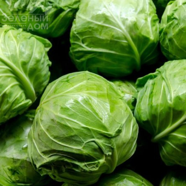 Новатор F1 / Novator F1,130-135 днів фото 2