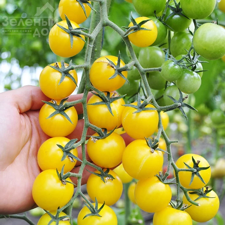 Голдвин F1 / Goldwin F1,65-70 дней фото 3