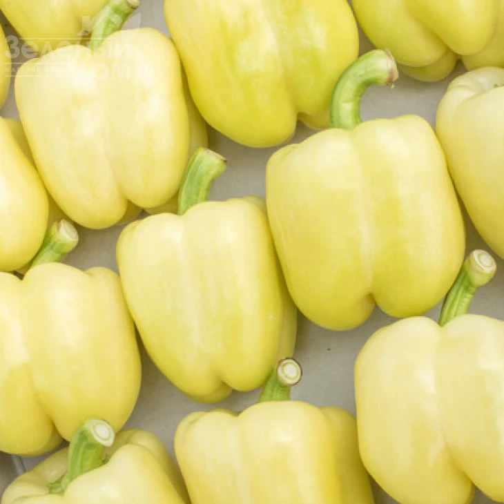 Бурабелла F1 / Burabella F1 фото 2