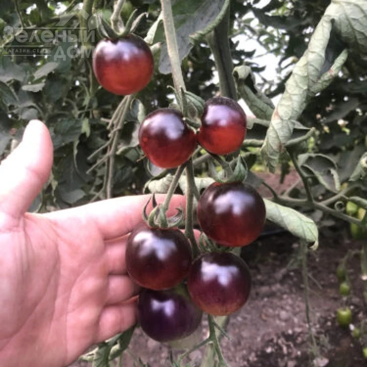 Литл Рок F1 / Little Rock F1, 95 дней фото 4