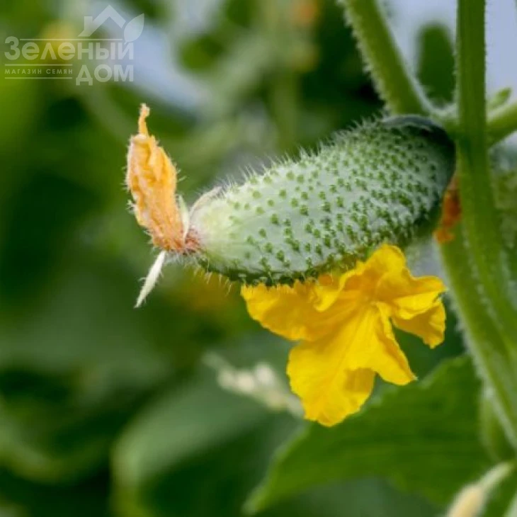 Бетина F1 / Betina F1,38-40 дней фото 2