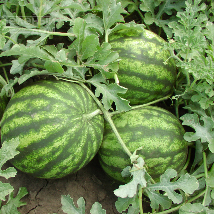 Султан F1 / Sultan F1,65-67 днів фото 1