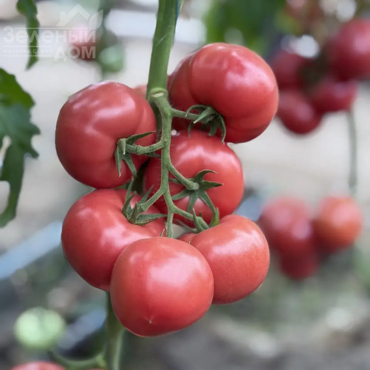 Монсеррат F1 / Monserrat F1, 65-68 днів фото 1