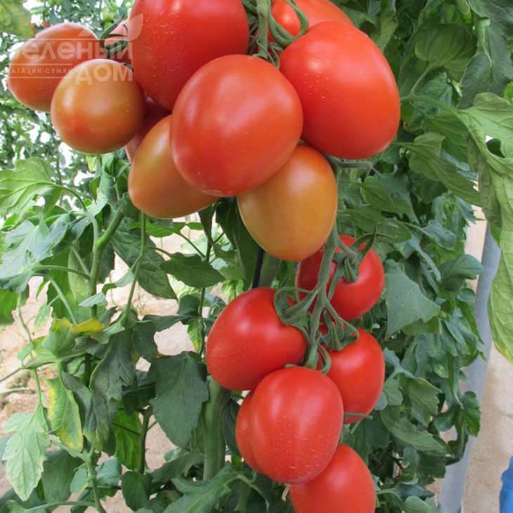 Гранадеро F1 / Granadero F1,100-110 днів фото 2