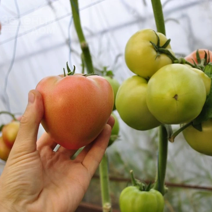 Панамера F1 / Panamera F1,60-62 дня фото 6