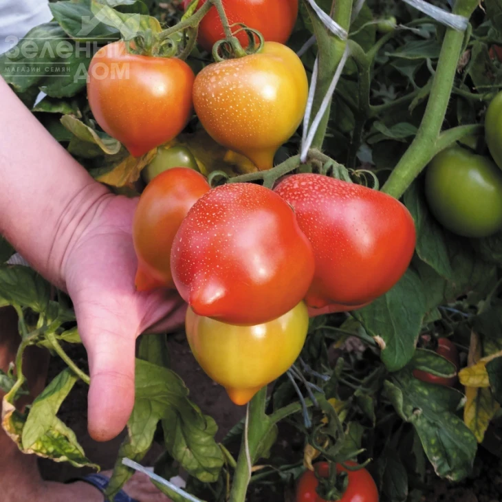 Мелонет F1 / Melonet F1 фото 2