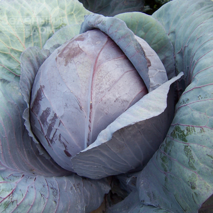 Модерат F1 / Moderat F1,115-125 днів фото 1