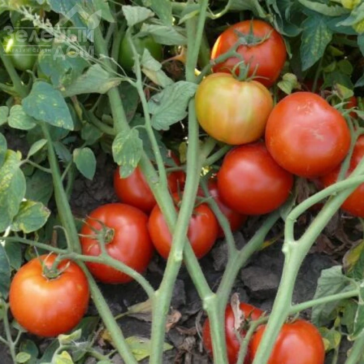 1502 F1 / 1502 F1,100 дней фото 1