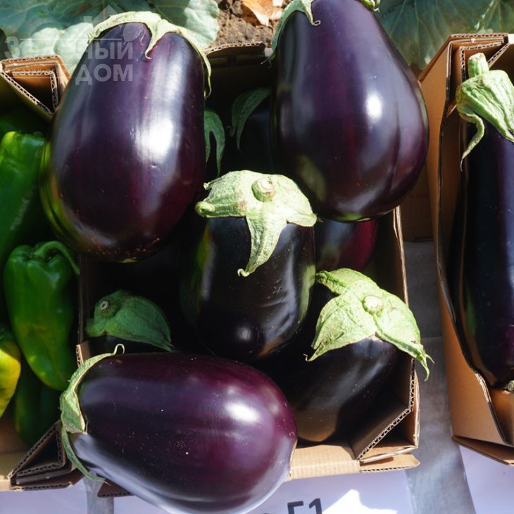 Сара F1 (CRX 50129) / Sara F1 (CRX 50129),58-62 дні фото 2