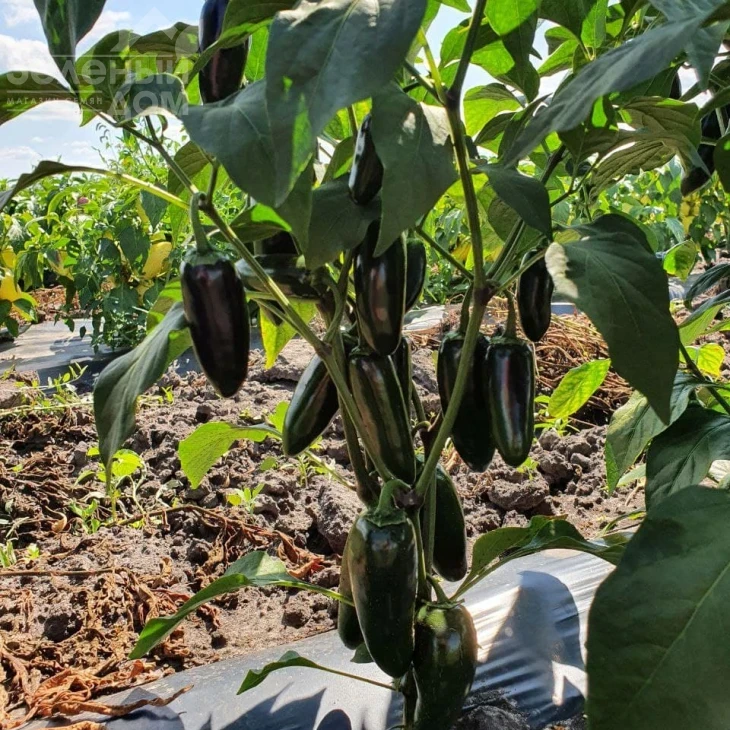 Моджаве F1 / Modzhave F1 фото 5