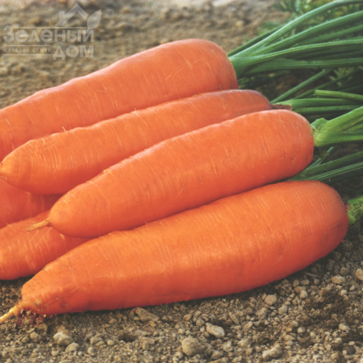 Коріна / Korina,127-132 дні фото 1